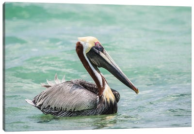 Belize, Ambergris Caye. Adult Brown Pelican floats on the Caribbean Sea. Canvas Art Print - Pelican Art