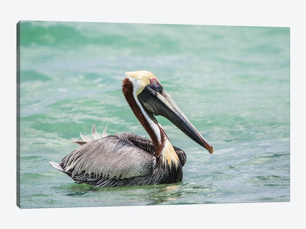 Belize, Ambergris Caye. Adult Brown Pelican floats on the Caribbean Sea. by Elizabeth Boehm 1-piece Canvas Wall Art