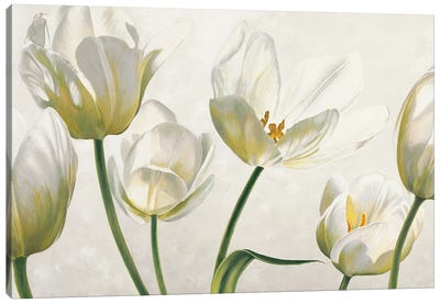 Soffio di luce Canvas Art Print - Tulip Art