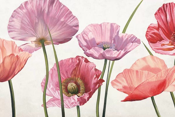 Anemones: Carezza di luce by Eva Barberini