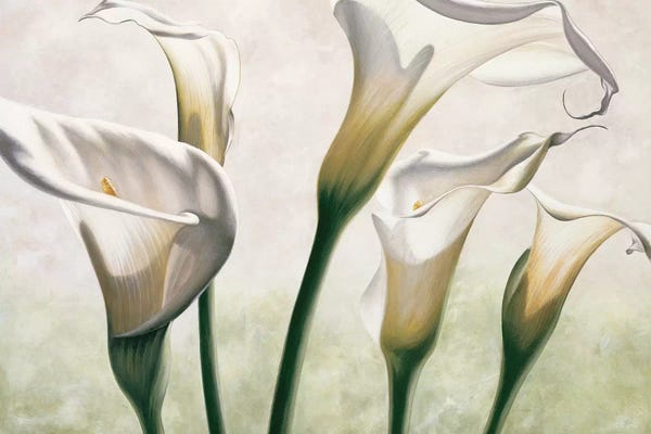 Calla Lilies: Luce by Eva Barberini