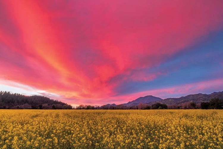 Spring Sunset, Napa Valley
