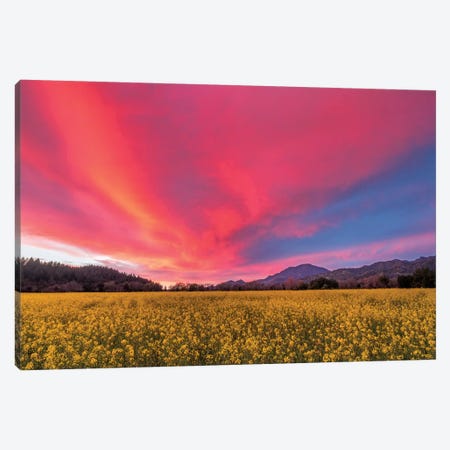 Spring Sunset, Napa Valley Canvas Print #ECA2} by Elizabeth Carmel Canvas Art Print
