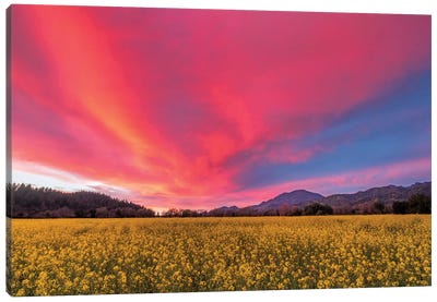 Spring Sunset, Napa Valley Canvas Art Print