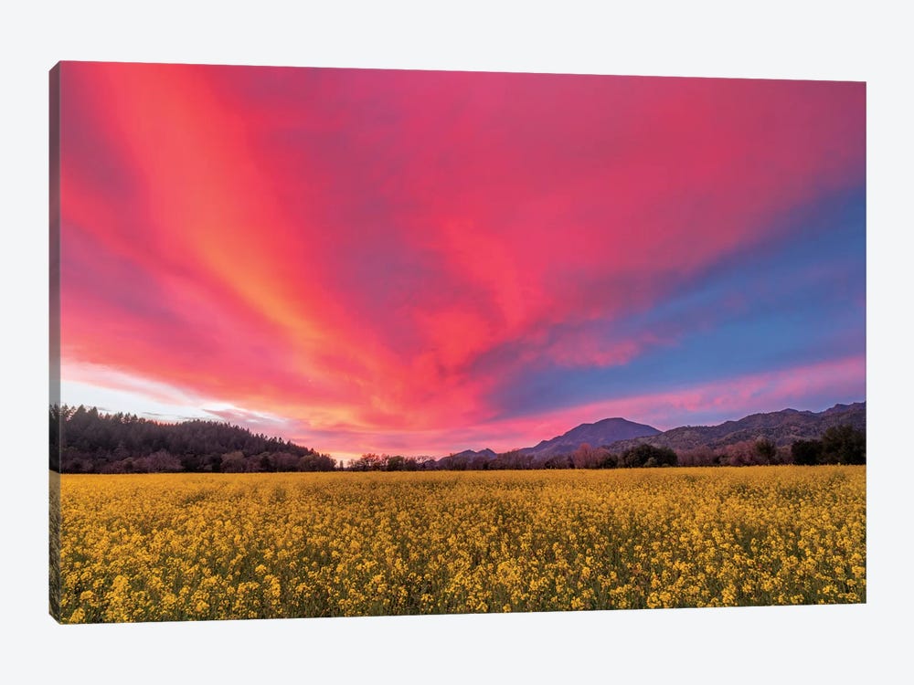 Spring Sunset, Napa Valley by Elizabeth Carmel 1-piece Canvas Artwork