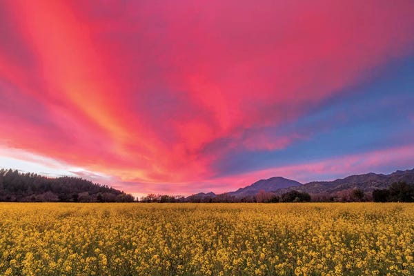 Napa Valley: Spring Sunset, Napa Valley by Elizabeth Carmel