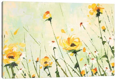Chrysanthemum and Daisy Field Canvas Art Print - Chrysanthemum Art