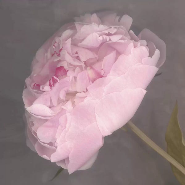 Peonies: Fleur by Erin Clark