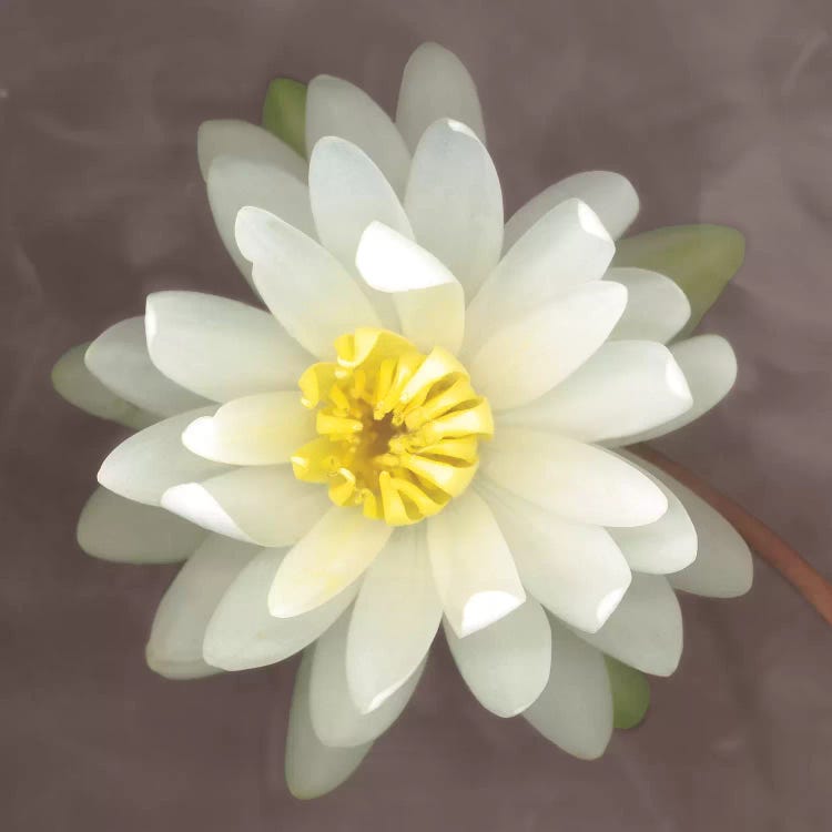 Water Lily by Erin Clark wall art