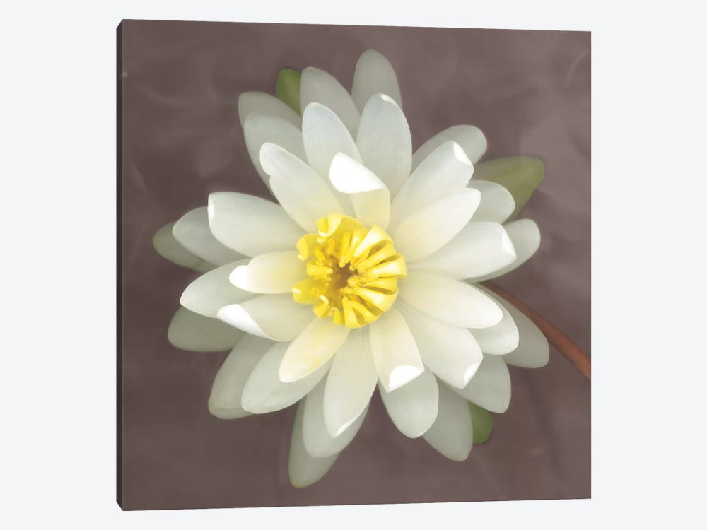 Water Lily by Erin Clark 1-piece Canvas Wall Art