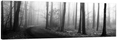 Forest Path Canvas Art Print - Nature Panoramics