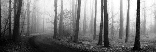 Black & White Scenic Art: Forest Path by Erin Clark