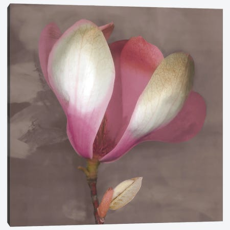 Magnolia Canvas Print #ECK72} by Erin Clark Canvas Art Print