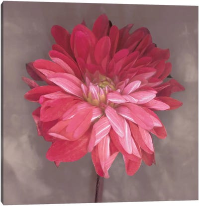 Pink Zinnia Canvas Art Print - Nature Close-Up Art