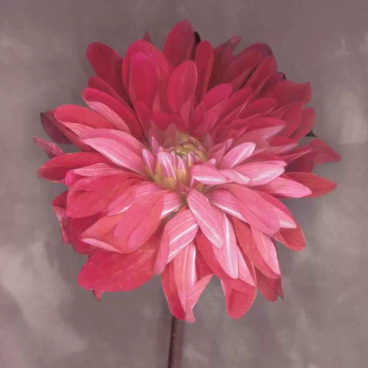 Pink Zinnia