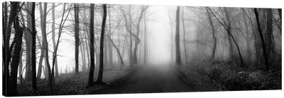 Woodland Walk Canvas Art Print - Black & White Scenic