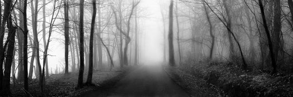 Large Black & White Art - Canvas Prints: Woodland Walk by Erin Clark