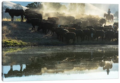 USA, California, Parkfield, V6 Ranch cowgirl with cows, reflected in pond  Canvas Art Print - Pond Art