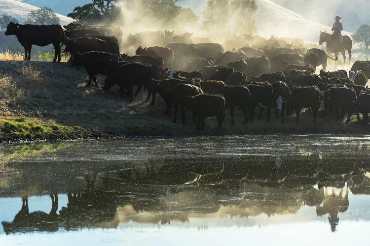 USA, California, Parkfield, V6 Ranch cowgirl with cows, reflected in pond 