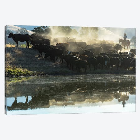 USA, California, Parkfield, V6 Ranch cowgirl with cows, reflected in pond  Canvas Print #ECL2} by Ellen Clark Canvas Wall Art