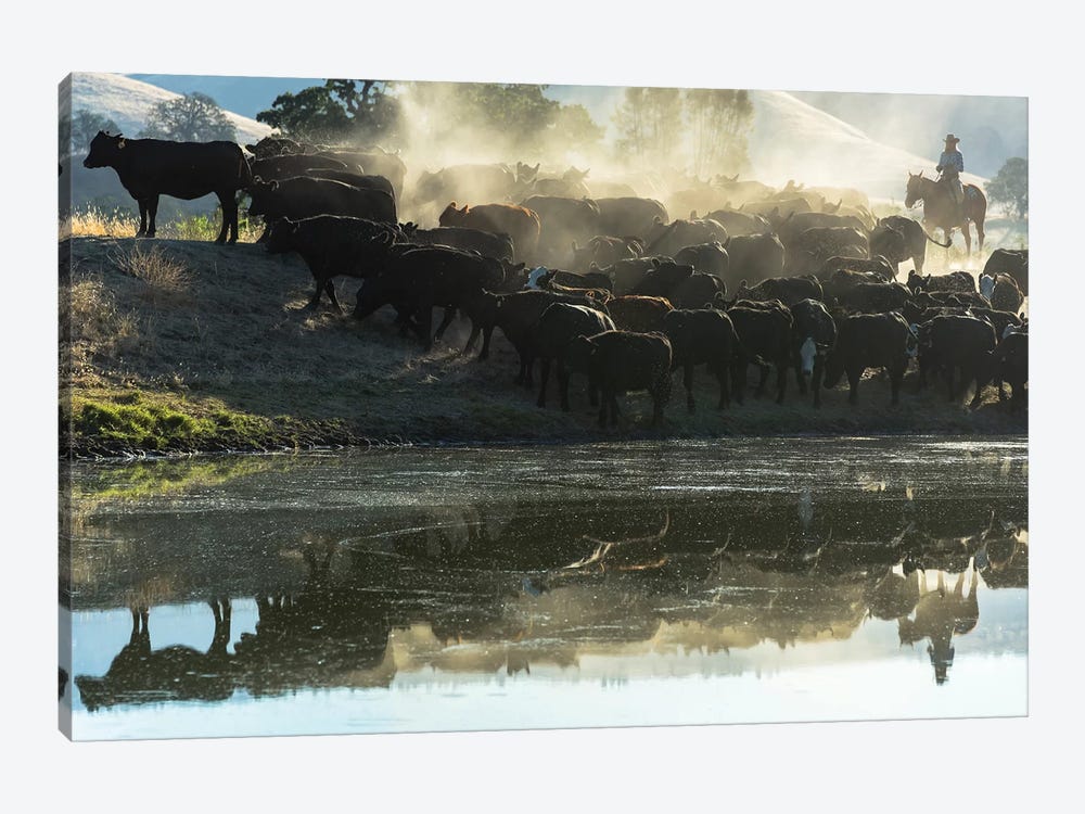 USA, California, Parkfield, V6 Ranch cowgirl with cows, reflected in pond  by Ellen Clark 1-piece Art Print