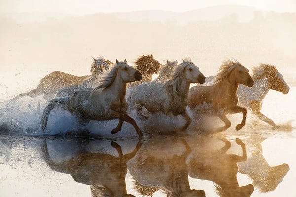 Scenic & Landscapes: Horses by Summer2016