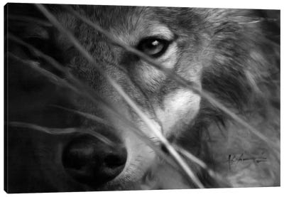 The Hidden Canvas Art Print - Wolf Art
