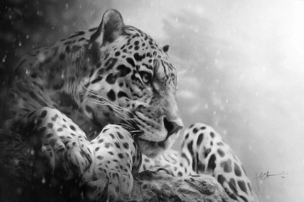 Leopards: Ghost Of The Mountains by Jeff Echevarria