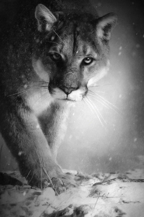 Lion Of Montana Mountain by Jeff Echevarria wall art