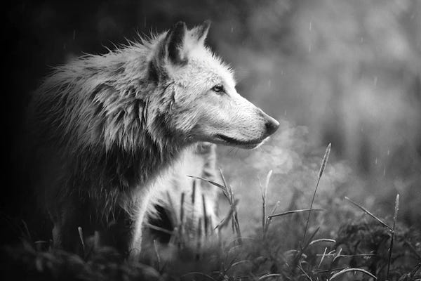 Wolves: Silme by Jeff Echevarria