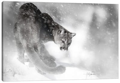 Little Ridge Lion Canvas Art Print - Jeff Echevarria