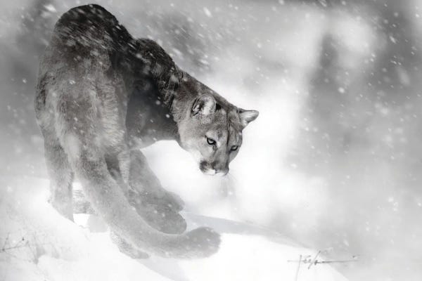 Cougars: Little Ridge Lion by Jeff Echevarria