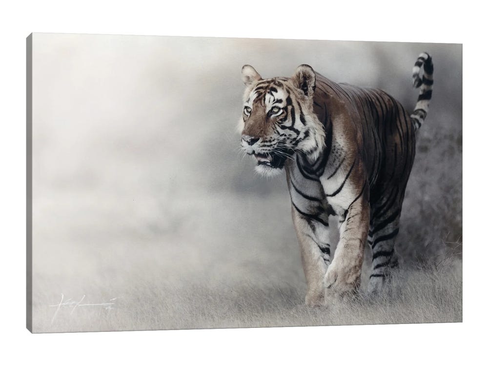 Tiger Pair White and Orange Tigers Up Close Photo Wall Picture Framed Art  Print