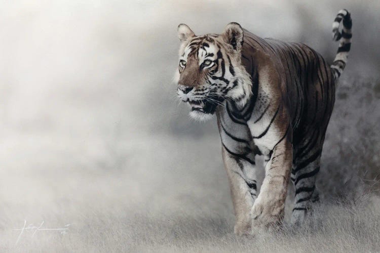Tiger by Jeff Echevarria wall art