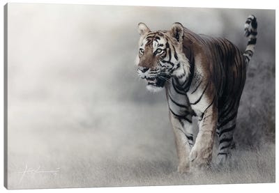 Tiger Canvas Art Print - Jeff Echevarria