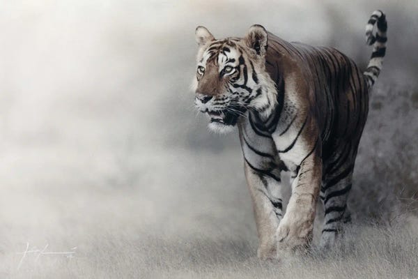 Tigers: Tiger by Jeff Echevarria