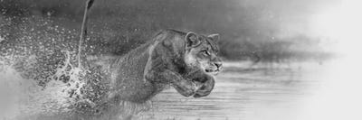 Lioness by Jeff Echevarria framed canvas print