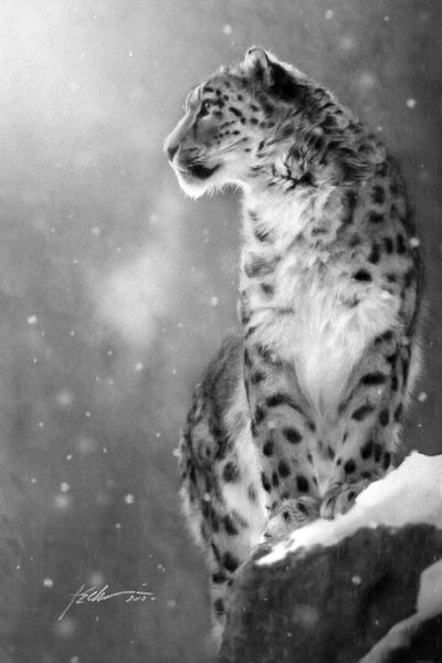 Leopards: On The Ledge by Jeff Echevarria