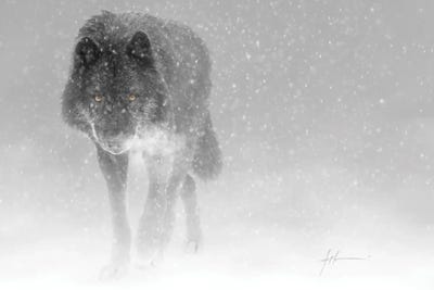Canvas Print: Black Cyrus by Jeff Echevarria - thumbnail
