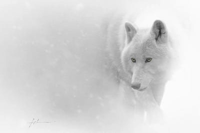 Canvas Print: I Know A Ghost by Jeff Echevarria - thumbnail