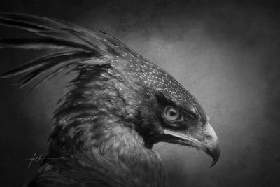 Black & Dark Art - Canvas Prints: Long-Crested Eagle by Jeff Echevarria