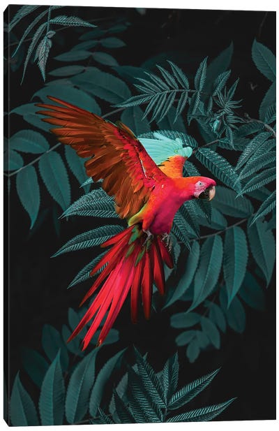 Pink Parrot Canvas Art Print - Parrot Art