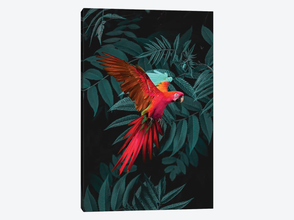 Pink Parrot by Edurne Andoño 1-piece Canvas Art Print