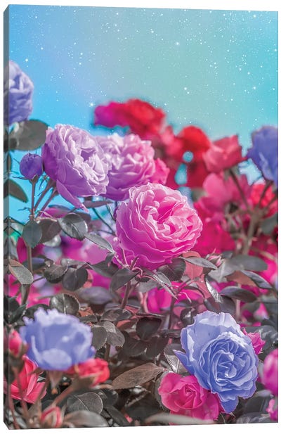 Pink And Violet Roses Canvas Art Print - Edurne Andono