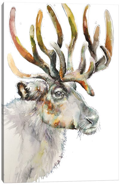 Moose On White Canvas Art Print - Moose Art