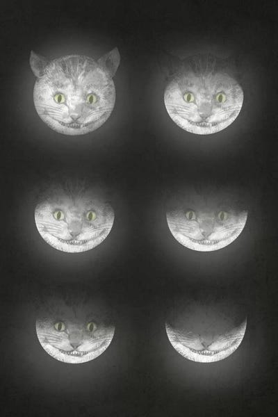 British Shorthairs: Waning Cheshire by Eric Fan