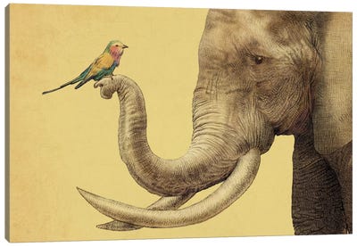 A New Friend Canvas Art Print - Animal Illustrations