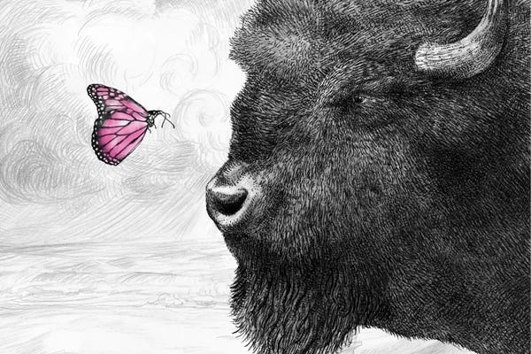 Book illustrations: Bison and Butterfly by Eric Fan