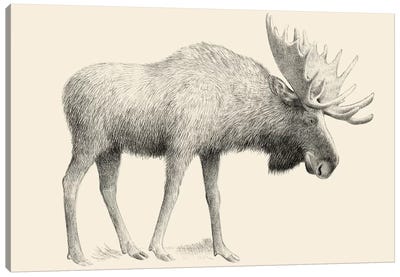 Moose Canvas Art Print - Children's Illustrations 