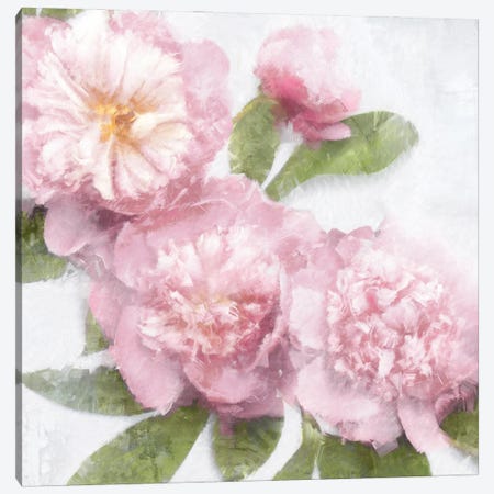Pink Bloom I Canvas Print #EFO17} by Emily Ford Canvas Artwork
